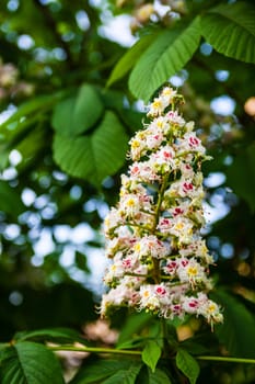 Bunch of white flowers of the horse-chestnut tree