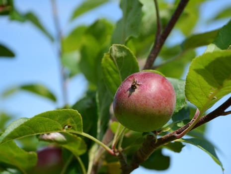 Close-up of a small red and green apple on the tree branch