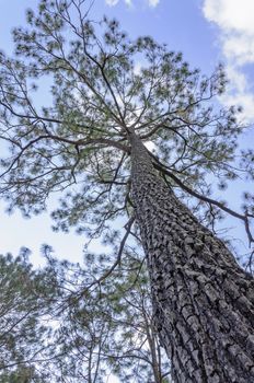 Pine tree at national park in blue sky