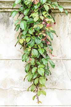 Creeper climbing on the wall background 