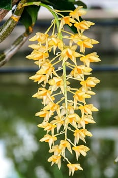 Beautiful dendrobium orchid flowers in garden