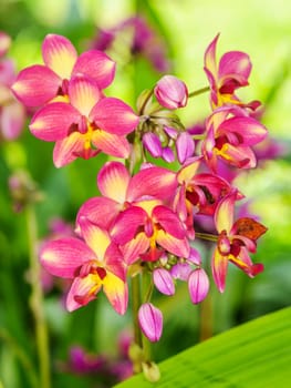 Beautiful orchid flowers in garden