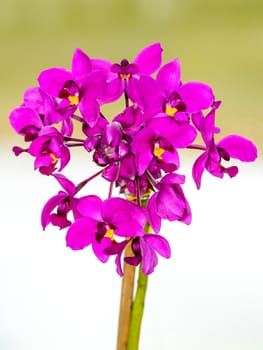 Beautiful orchid flowers in garden