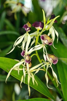 Beautiful Eneyelia cochleata orchid flowers in garden
