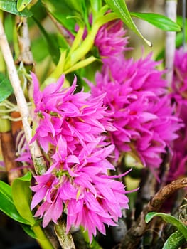 Beautiful dendrobium orchid flowers in garden