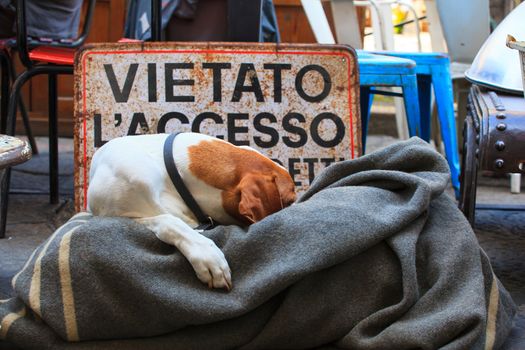 Dog sleeping next to the signboard with wrote "denied access"