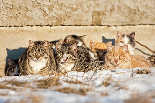 A group of feral cats huddled together to keep warm, near the wall of an old abandoned home .  Taken during -20C weather.