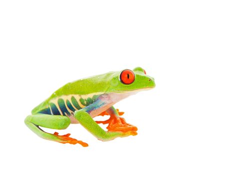 A sitting Red-Eyed Tree Frog.  Shot on white background.  
