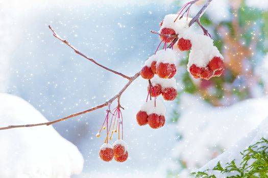 Nature's majestic splash of red brightens a snowy day.