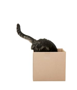 A curious tabby cat checking out a cardboard box.   Shot on white background.