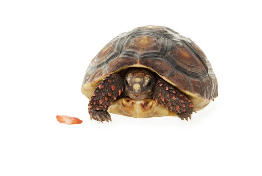 A 2 year old, female, Red- Footed Tortoise partially tucked into her shell with a piece of strawberry next to her.  Shot on white background.