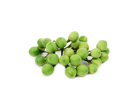 turkey berry isolated on white background