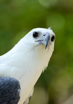 white bellie sea eagle in nature