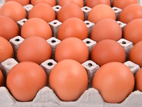 group of eggs in paper tray