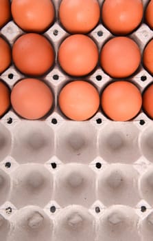 group of eggs in paper tray