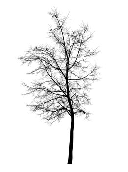 Bare tree isolated over white background