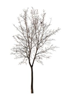 Bare tree isolated over white background