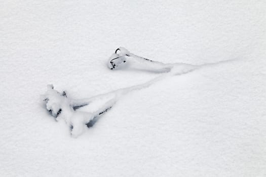 Dry grass covered with snow