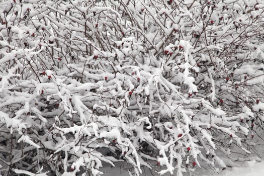 Bush covered with thick snow, close-up