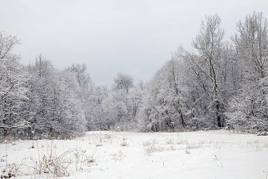 Trees in a forest covered with thick snow in winter