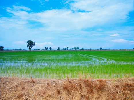 Panorama of a rice field under the blue sky