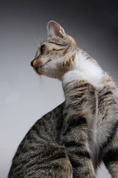 kitten unusual view
