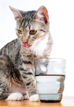 cute cat drinking water from glass