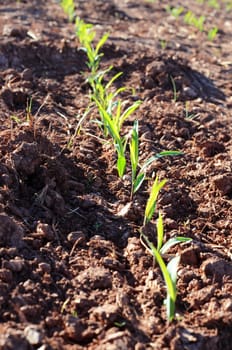 corn field in the spring