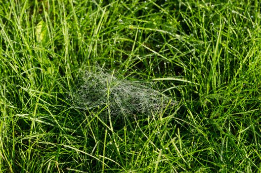 petite small spiders web full of dew drops in the morning meadow