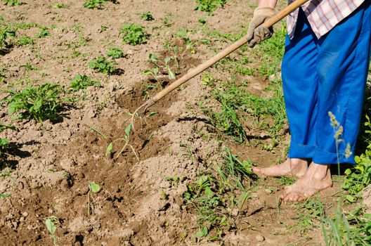 barefoot woman with blue pants hoe mould ground around young zucchini seedlings