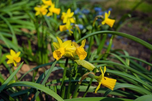spring small yellow as the sun narcissus with green leaves