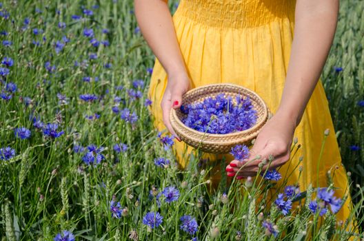farm woman girl in yellow dress hands with red nails pick blue cornflower flowers herb to wicker dish in agriculture field.