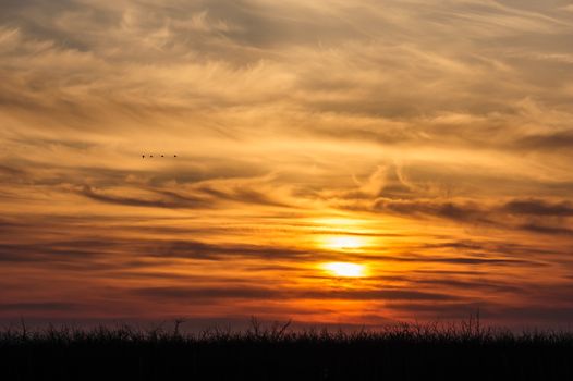 flying storks birds silhouettes on dramatic orange sunset background