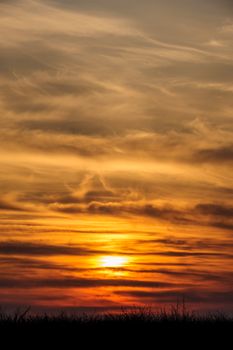 silhouettes of trees on dramatic orange sunset