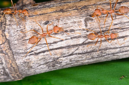 close-up of group of red ant on bamboo stick