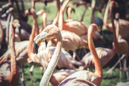 group of flamingoes with long necks and beautiful plumage