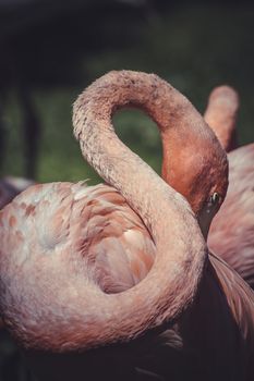 detail of flamingo head with long neck
