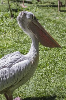 summer pelican, bird with huge beak