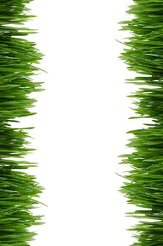 The green grass isolated on white background