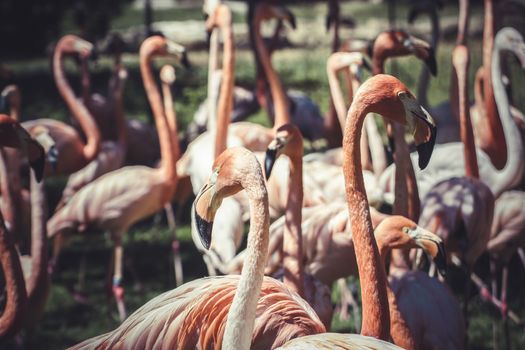 group of flamingoes with long necks and beautiful plumage