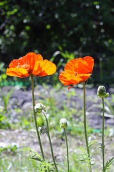 Beautiful red poppies in a garden