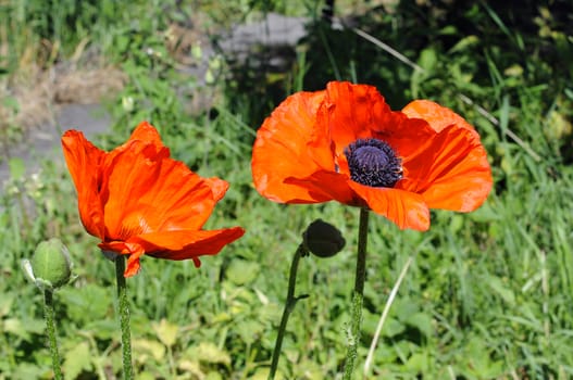 Beautiful red poppies in a garden