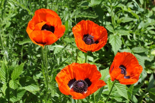 Beautiful red poppies in a garden