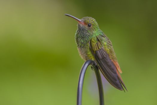 Wary rufous-tailed hummingbird photographed in Costa Rica.