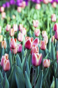 Spring background with tulips over natural background 