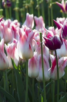 Spring background with tulips over natural background 