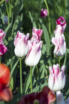 Spring background with tulips over natural background 