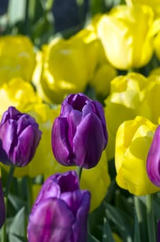 Spring background with tulips over natural background 