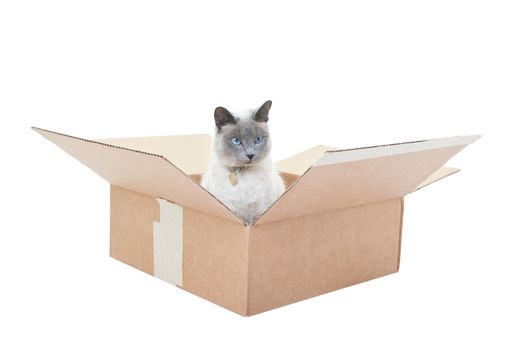 A Lilac Point Siamese sitting in a box.  Shot on white background.