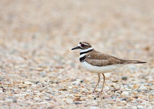 A Killdeer bird spotted in the Cypress Hills of Southern Alberta, Canada.